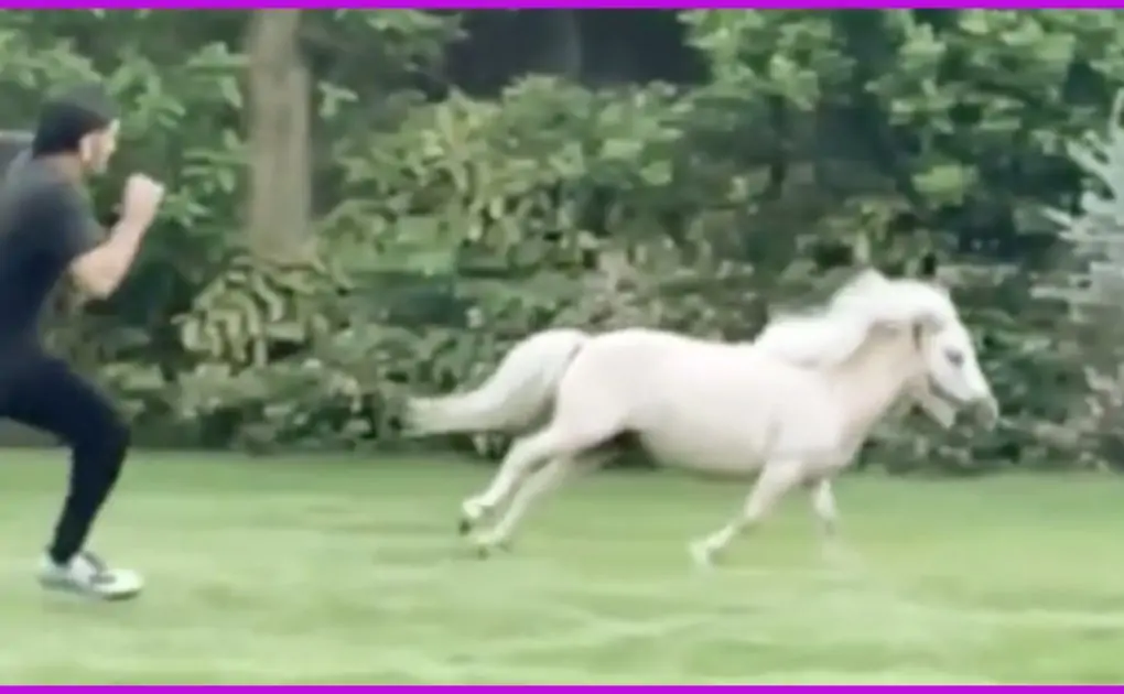 MS Dhoni's Wife Sakshi Shares a Fun Video of CSK Skipper Racing With Pony, Can You Guess Who Won The Race?