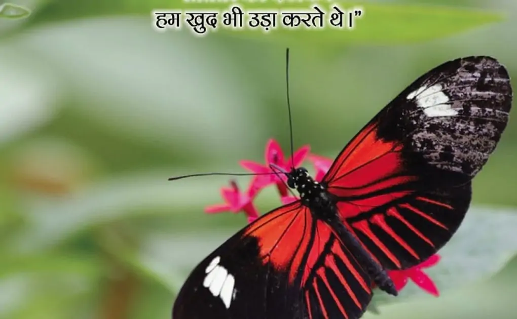 Butterfly Love Quotes in Hindi, Butterfly Status in Hindi