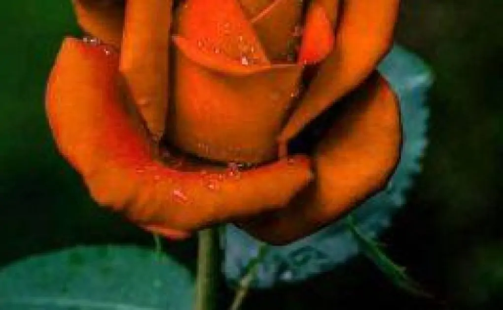 1498+ Best Dp For Whatsapp – Images Download