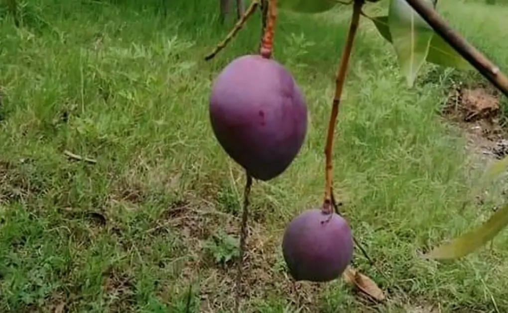 Madhya Pradesh: Couple Deploys 4 Guards, 6 Dogs to Protect 2 Trees of World's Most Expensive Miyazaki Mangoes in Jabalpur