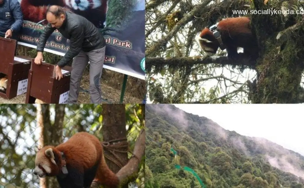 Darjeeling Zoo Restocks Two Pairs of Endangered Red Pandas in Singalila National Park (See Pics)