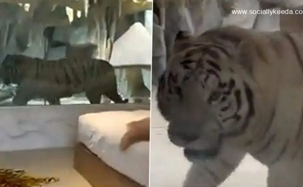 Tiger Room in A Hotel in China's Nantong Sparks Debate Online, Property Shut (Watch Video)
