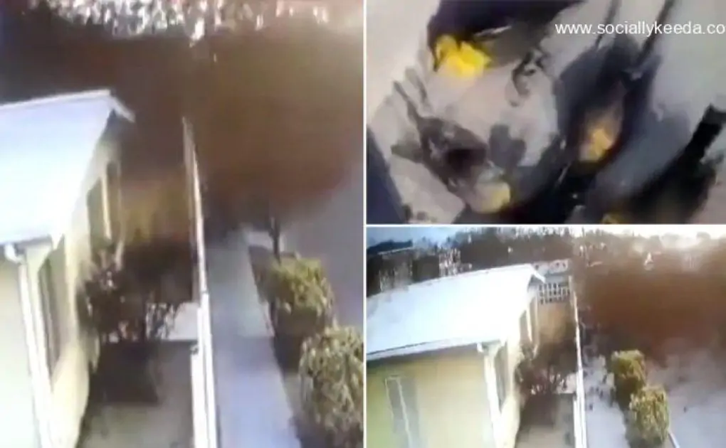 Shocking Video Shows Hundreds Of Yellow-Headed Blackbirds Falling From Sky And Drop-Dead in Northern Mexico!