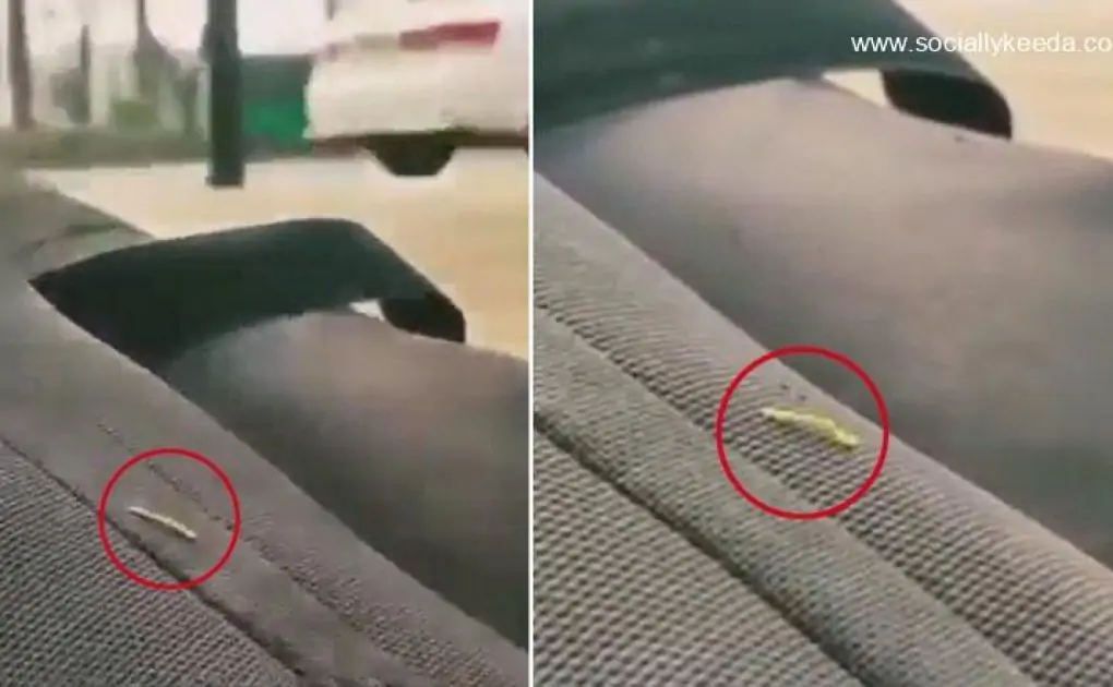 WATCH: Small Worm Nails Pushpa Star Allu Arjun's Srivalli Hook Step Like A Pro!