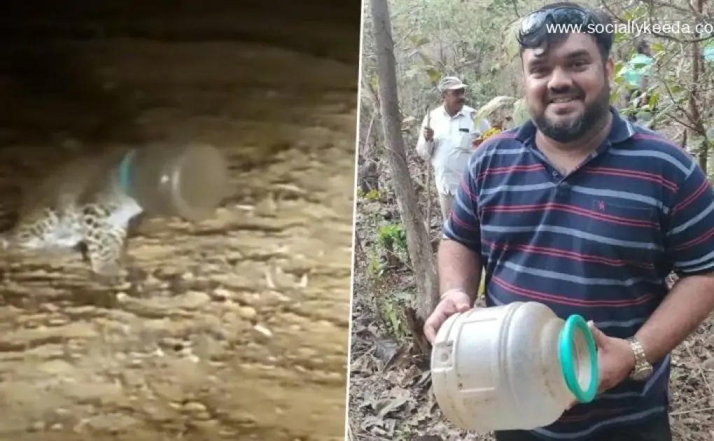 Leopard With Head Stuck in Plastic Water Container Rescued in Thane District (Watch Video)