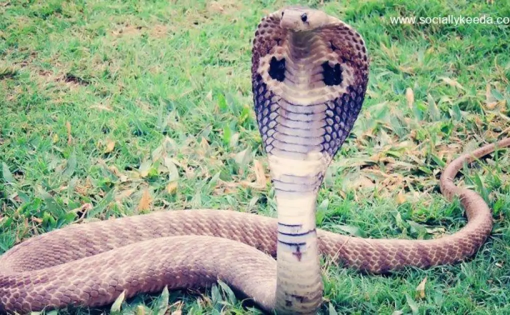 Shocking! Cobra Used As Weapon – Tamil Nadu Police in Search of Woman Who Uses Venomous Snake To Extract Money