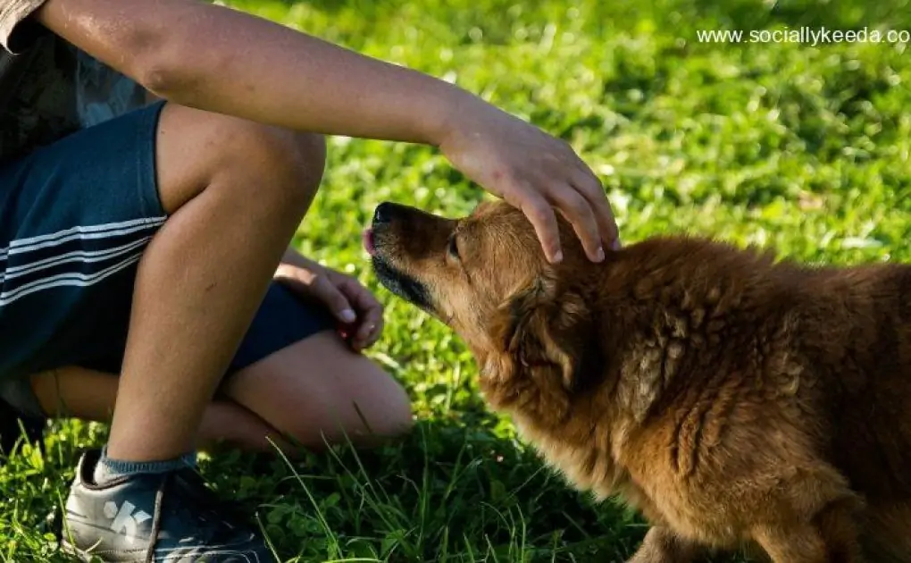 Indian Student Refuses to Fly Out of Ukraine Without His Pet Dog