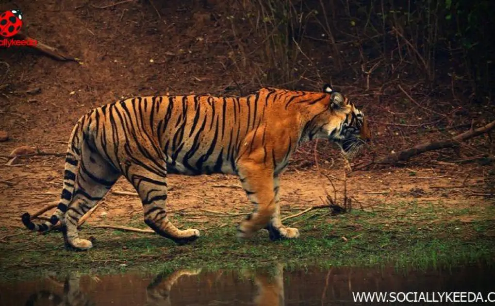 Cross-Border Romance: Male Tigers From Bangladesh Hunt for Mates in Sundarbans