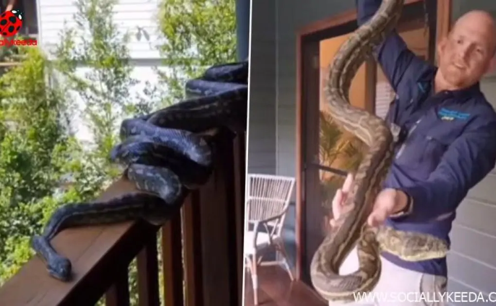 Australian Family Finds 4 Giant Carpet Pythons Slithering Around Their Porch, Seemingly Looking to Mate; Watch Viral Video