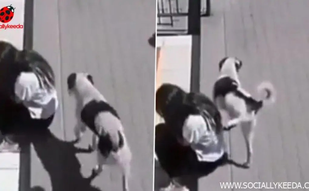 Stray Dog Pees On Sad Woman And Walks Away Coolly, Painfully Funny Video Goes Viral