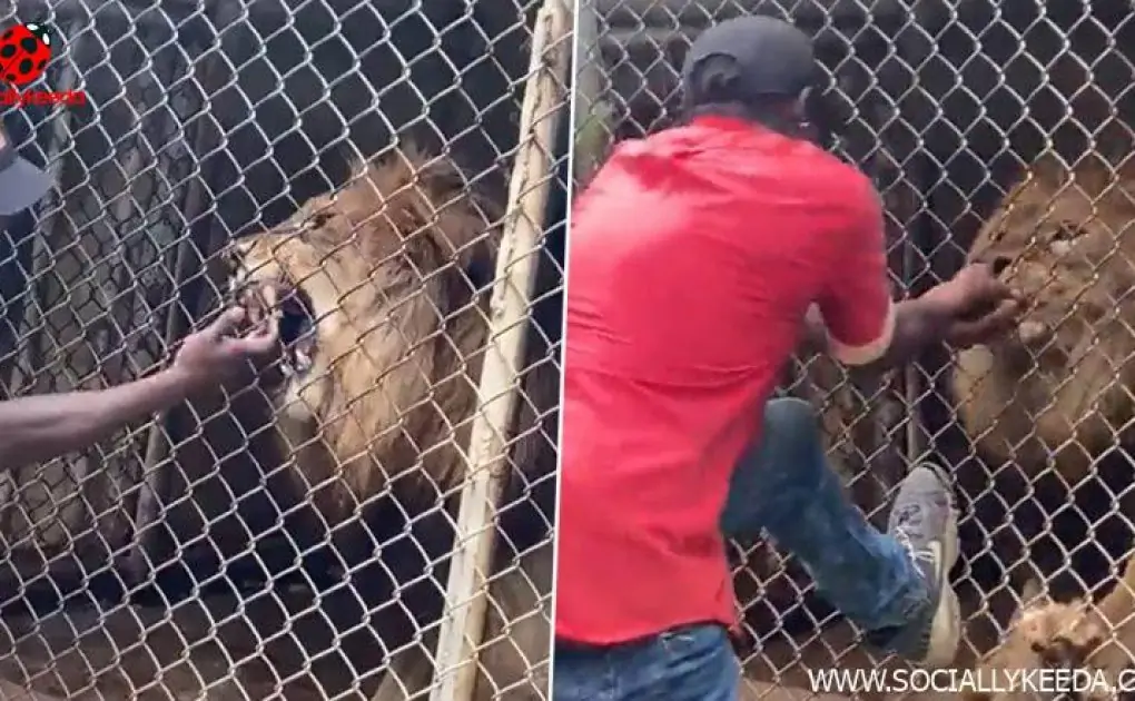 Lion Bites Off Man's Finger Who Was Disturbing The Beast Through the Fence in Jamaican Zoo; Watch Viral Graphic Video At Your Own Risk!