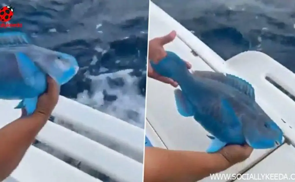 Slurp Fish in Real Life? Viral Videos Show Fortnite Slurpfish To Exist in Oceans! Watch