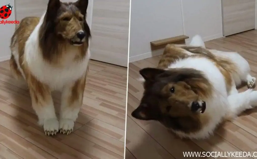 Man Becomes 'Dog' After Spending Rs 12 Lakh in Japan, Watch Video of His 'Transformation' Leaving Internet Stumped