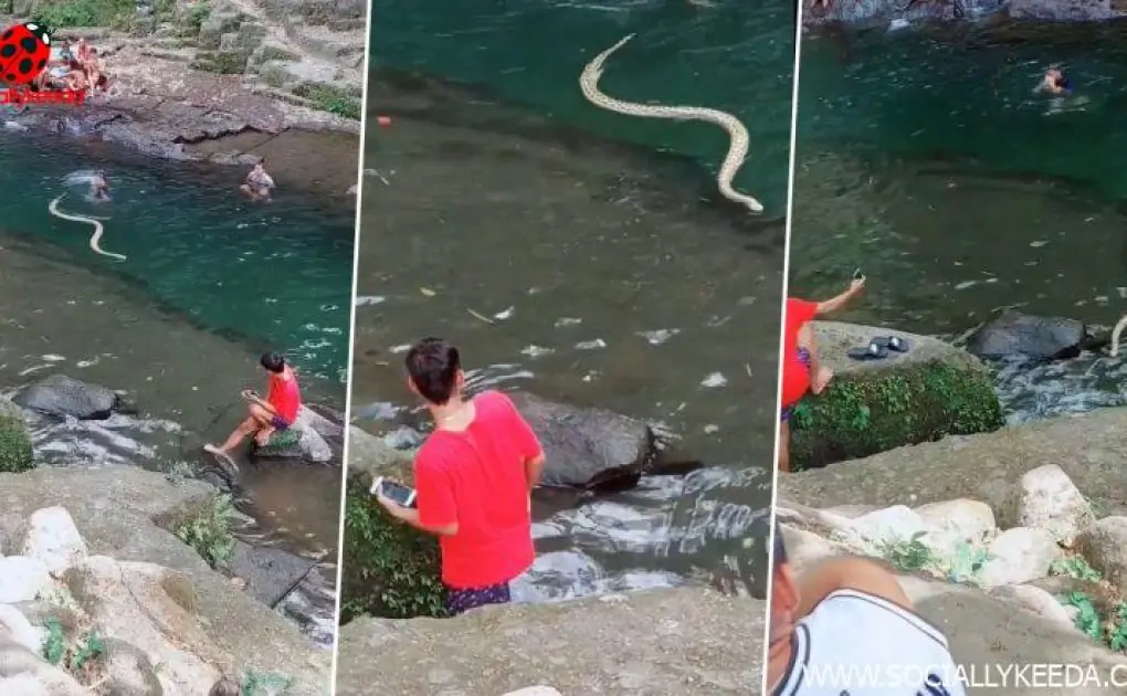 Viral Video Shows Giant Snake Slithering in River While People Enjoy Swimming