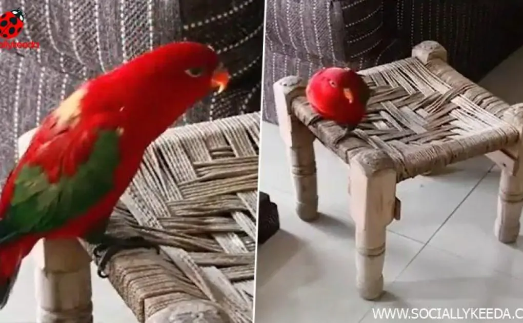 Parrot Screams 'Mummy' Like a Small Kid; Viral Video Will Make You Laugh Insanely!