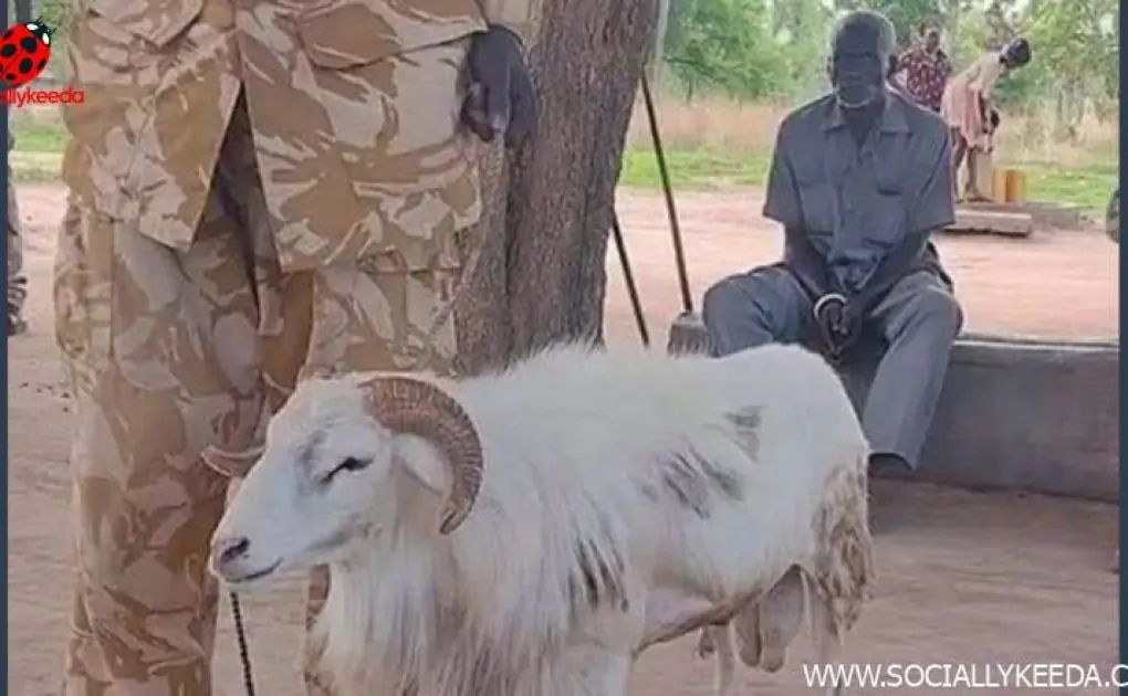 Wait, What? Sheep Gets 3 Years Jail For Killing a 45-Year-Old Woman in Africa