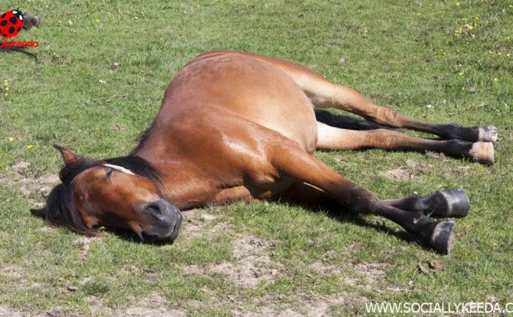 Viral Photo of Female Horse Sugar Lying Down Perfectly Sums Up Everyone's Monday Morning Mood!