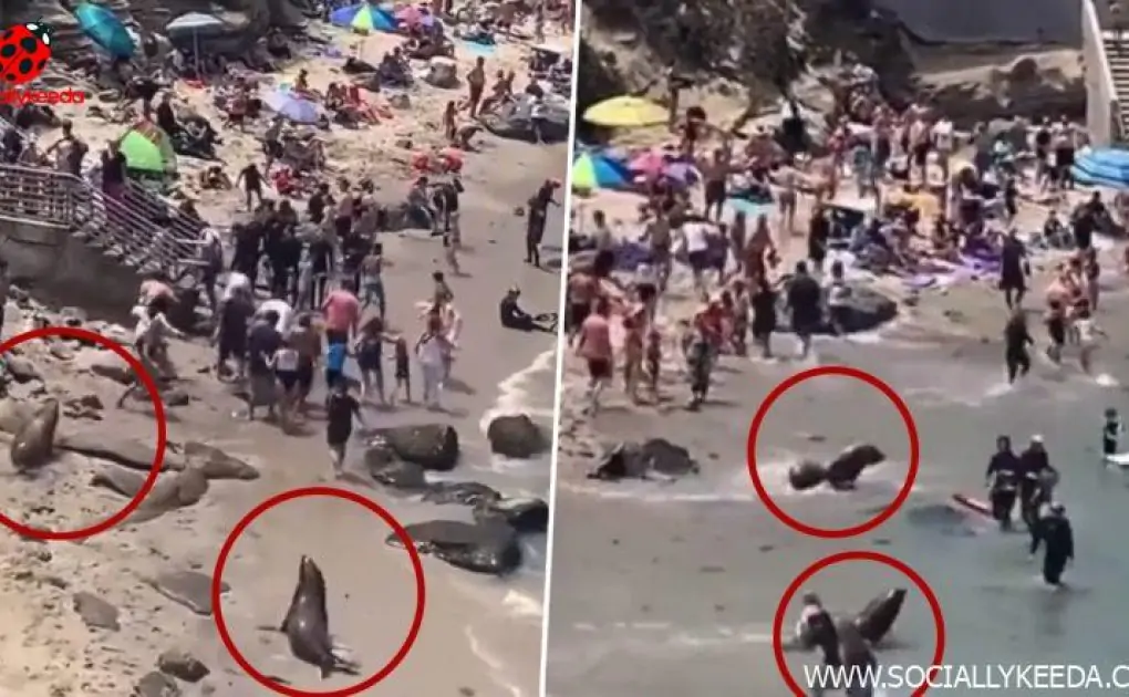 Sea Lions Chase People at La Jolla Beach in California! Watch Viral Video of Two Animals Waddling Across the Sand To Follow Visitors
