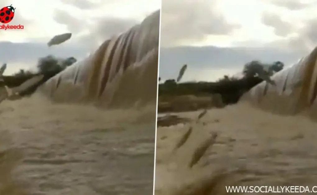 Video of Shoal of Fish Squiggling Out of Flood Water in Pocharam Dam Goes Viral; Watch The Incredible Scene 