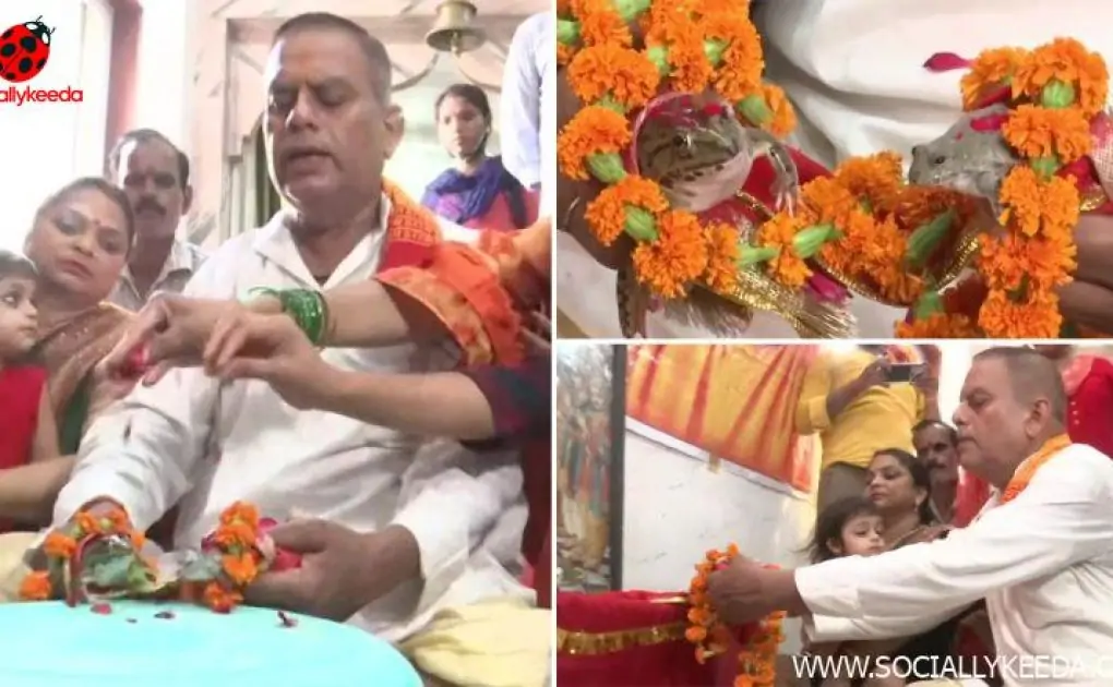 Frog Wedding Organised in Gorakhpur To 'Please Rain Gods'