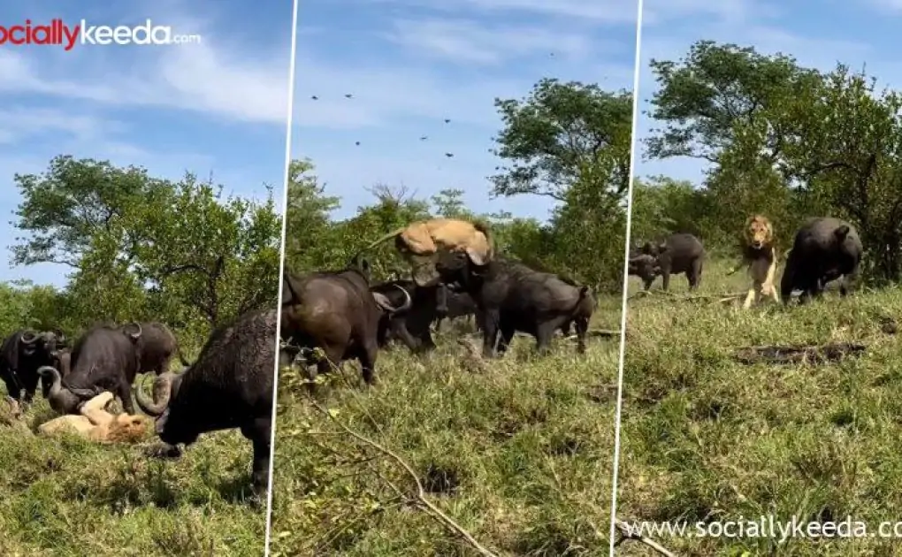 Herd of Buffaloes Attacks and Almost Tramples Down a Lone Old Lion in South Africa; Watch Viral Video 
