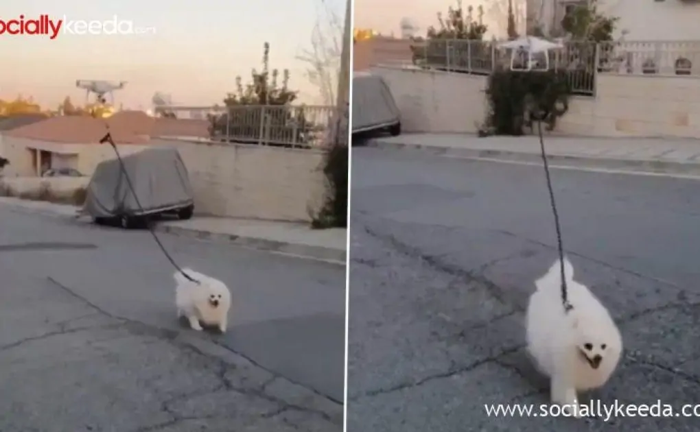 Drone Takes Dog For a Walk; Old Video of the Furball on a Deserted Street Goes Viral Again