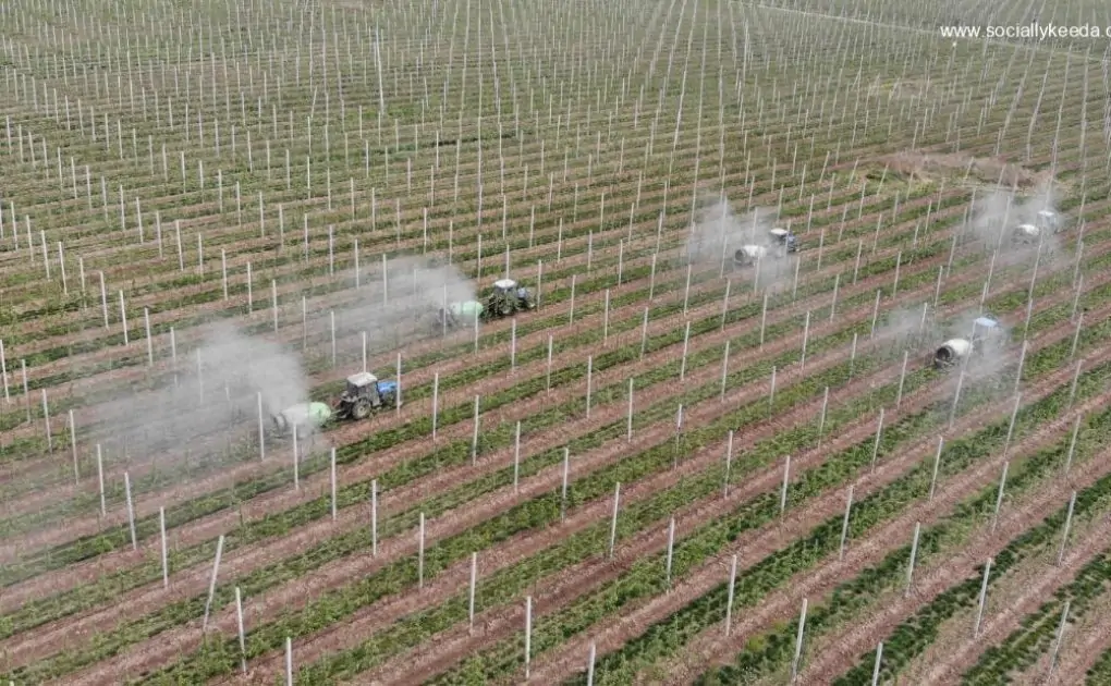 China to allow gene-edited crops in push for food security