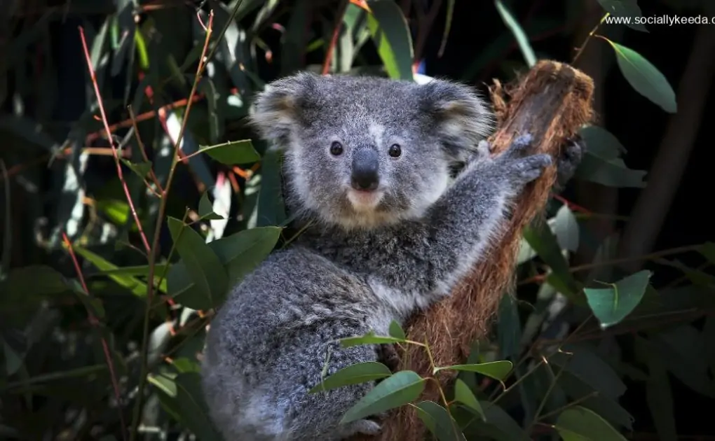 Australia to spend a record $35 million to protect koalas