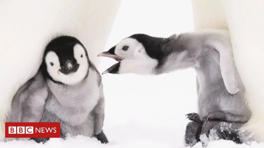 Documenting emperor penguins in Antarctica