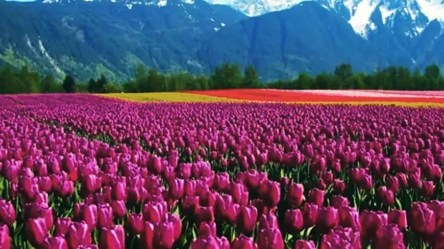 Kashmir's Tulip Festival 2021 Dates, Travel Tips & Itinerary: Everything You Want to Know About the Beautiful Celebration of Spring Arrival at Indira Gandhi Memorial Tulip Garden