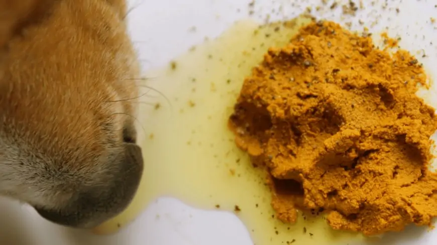 Should you give your dog natural supplements?