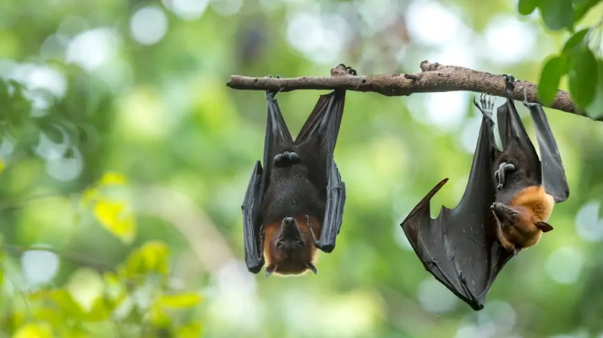 Nipah virus in Maharashtra; How is the virus transmitted? What are the signs? Everything you need to know