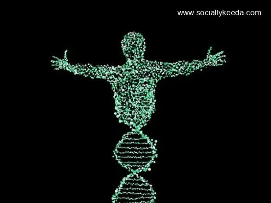 Stress in Intestine Influences Chromosome Inheritance, Says Study