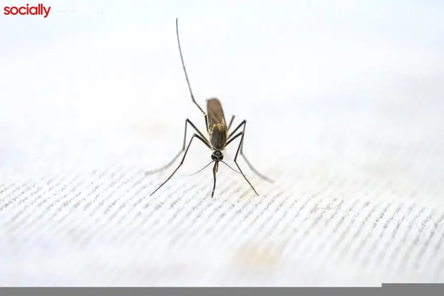 The Importance of World Malaria Day: Saving Lives, Building a Better Future