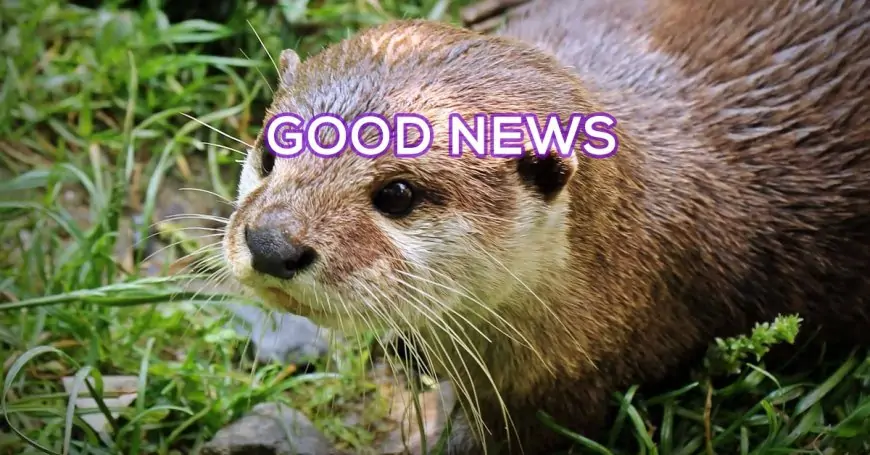 Sh!tty day? Here are 10 uplifting News stories plus OTTERS! (20 Photos/GIFs)