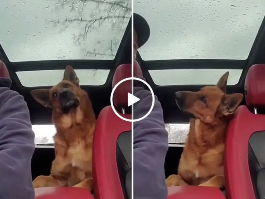 The rain has received this good boy very confused (Video)