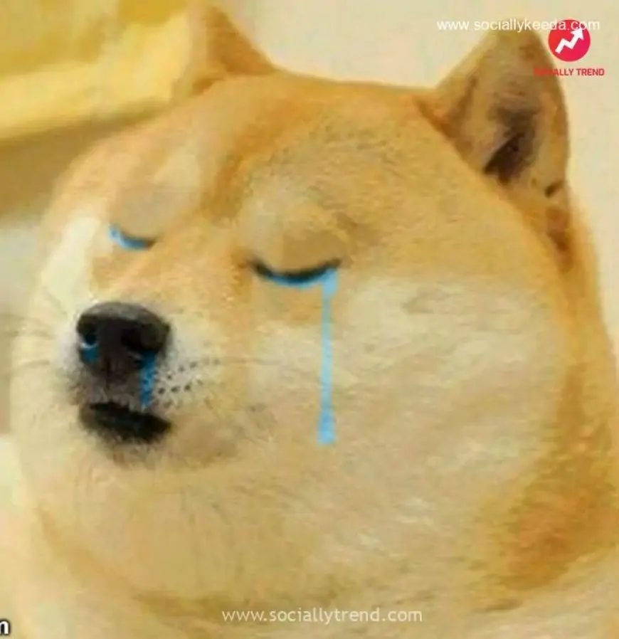 Doge Crying | SociallyKeeda