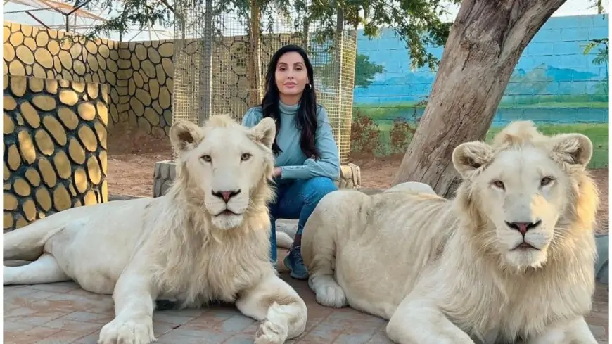 Nora Fatehi Poses with Two Beautiful White Lions in Dubai, Fans Call Her 'Sherni'