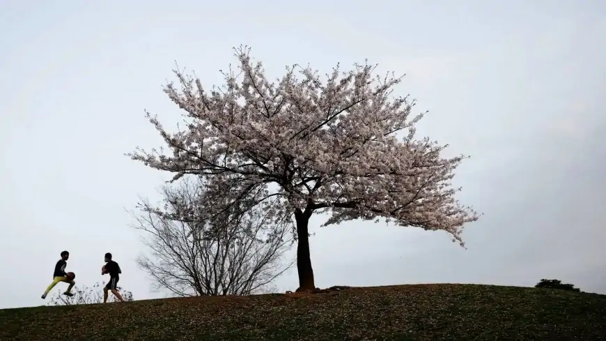 Photos: Cherry Blossoms bloom early in Japan as climate warms