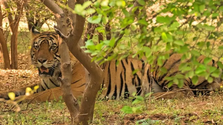 Photos: Step into India’s private forests