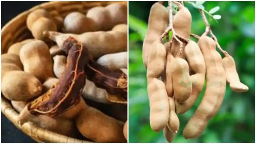 Know the amazing health benefits of having tamarind every day