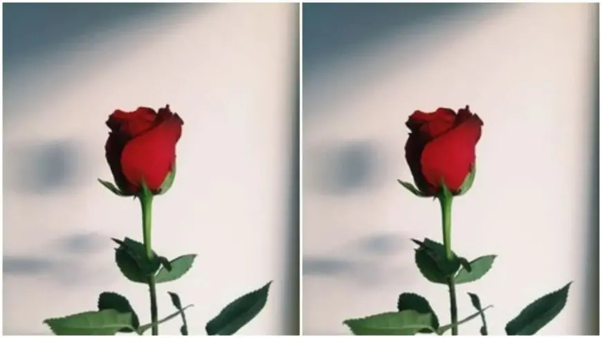 Rose day 2023: Know the color of the rose and its meaning
