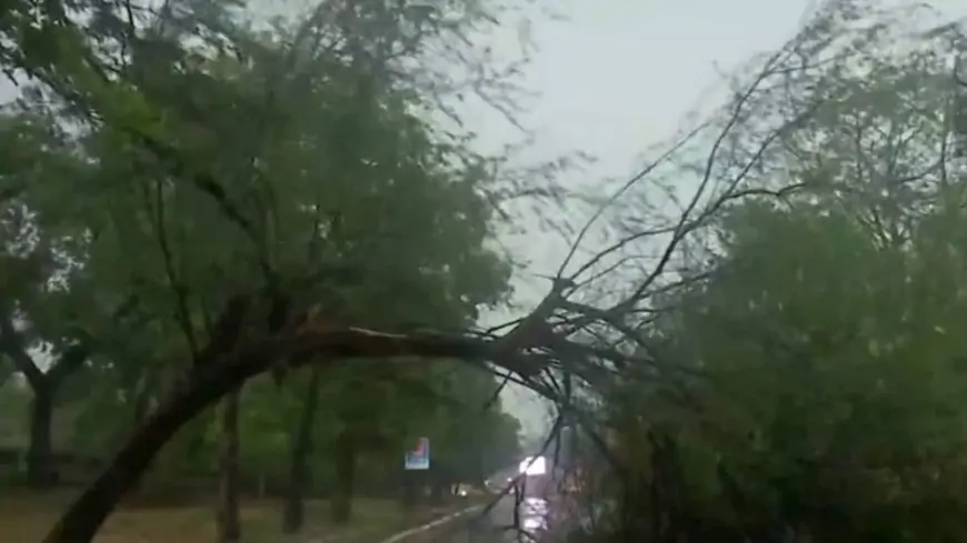 Trees uprooted, roads blocked as rain, thunderstorm slam Delhi: In pics