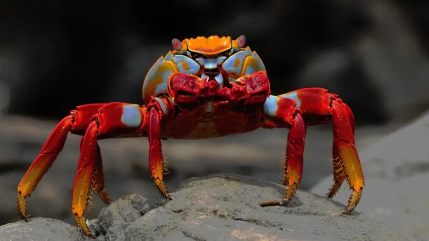10 Most Beautiful Crabs In The World