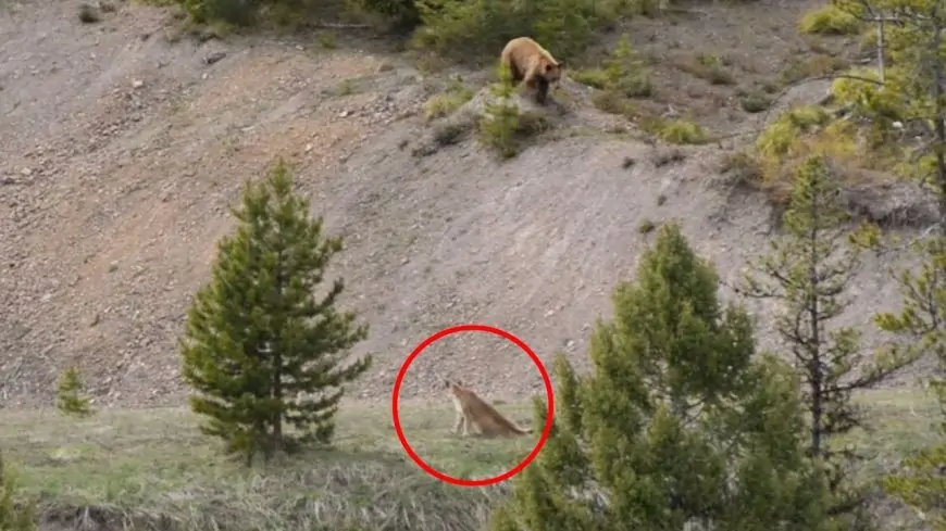 8 Mountain Lion Encounters That Will TERRIFY You