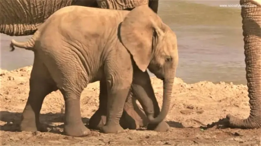 Baby Elephant Plays In The Sand | Secret Life Of Elephants | BBC Earth