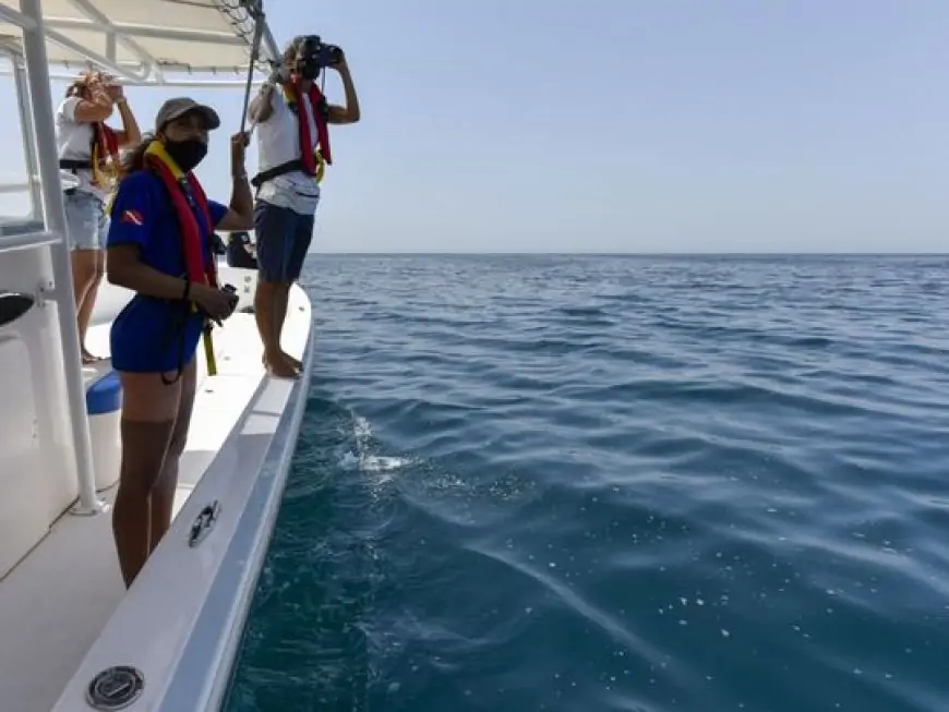 Dubai marine scientists and researchers survey dolphin population