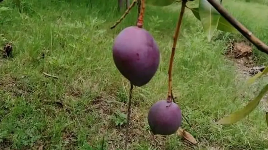 Madhya Pradesh: Couple Deploys 4 Guards, 6 Dogs to Protect 2 Trees of World's Most Expensive Miyazaki Mangoes in Jabalpur