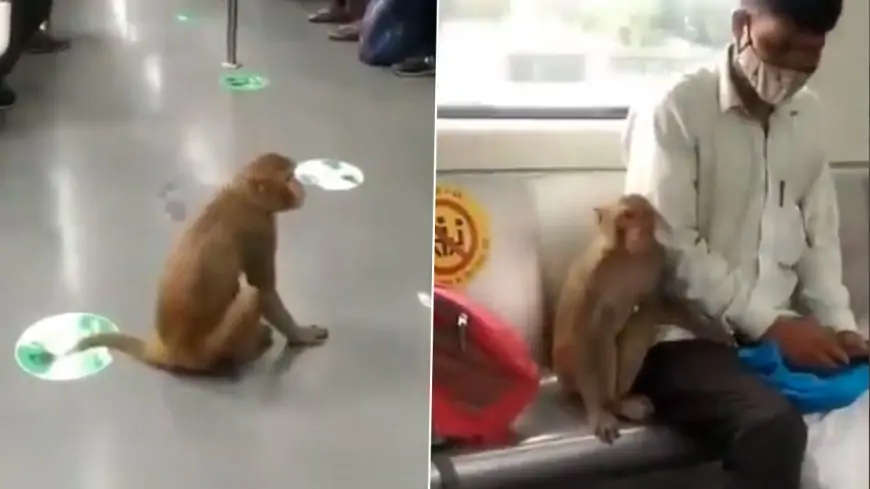 Monkey Takes Ride With Passenger in Delhi Metro, Video Goes Viral