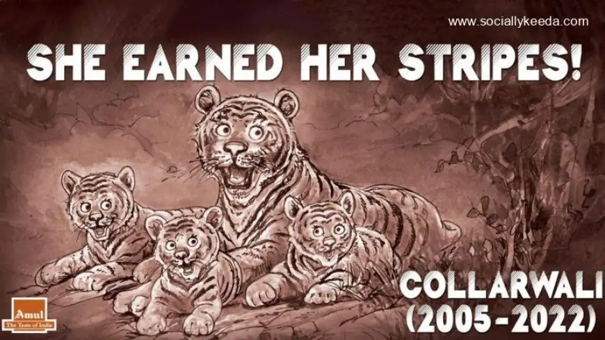 Amul Comes Up With Topical to Pay Tribute to Tigress Collarwali